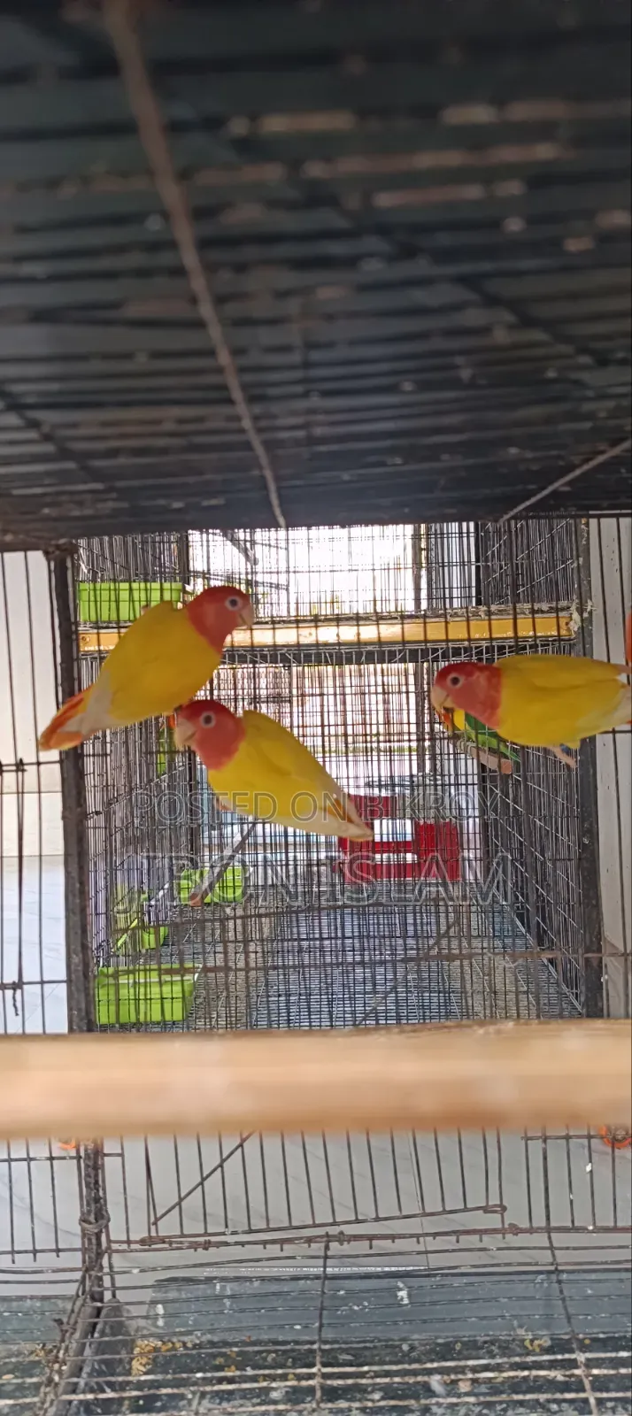রেড হিট ওপ্যালিন লাভ বার্ডস