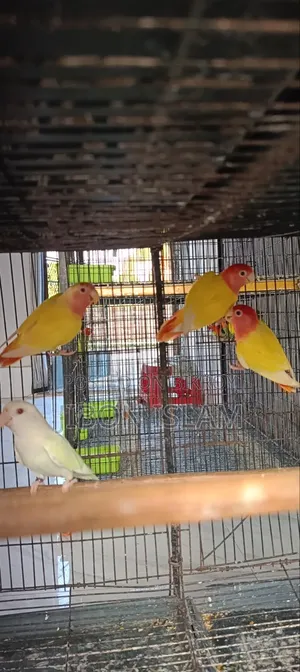 রেড হিট ওপ্যালিন লাভ বার্ডস