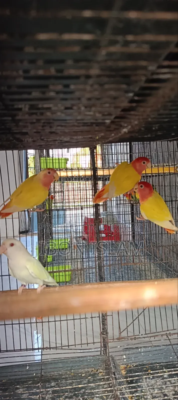 রেড হিট ওপ্যালিন লাভ বার্ডস