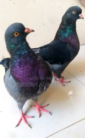 New Adult King Pigeon