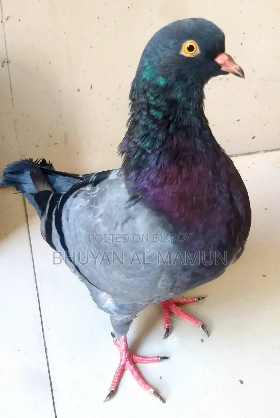 New Adult King Pigeon