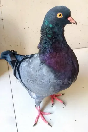New Adult King Pigeon