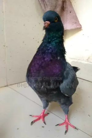 New Adult King Pigeon