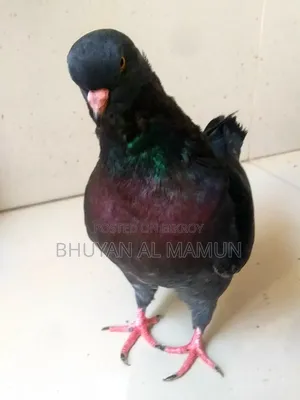 New Adult King Pigeon