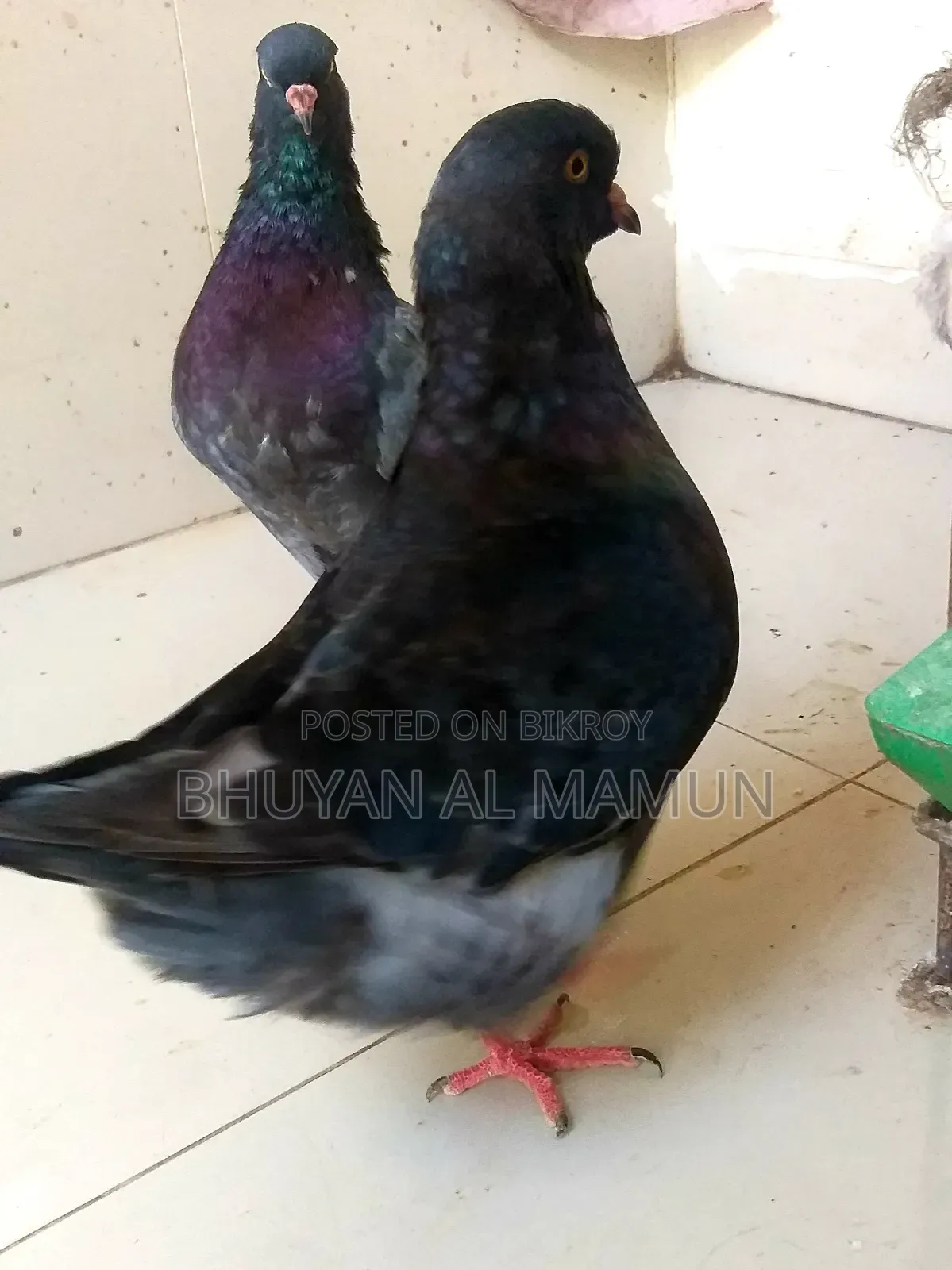New Adult King Pigeon