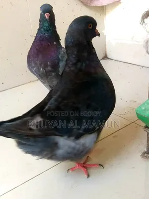 New Adult King Pigeon