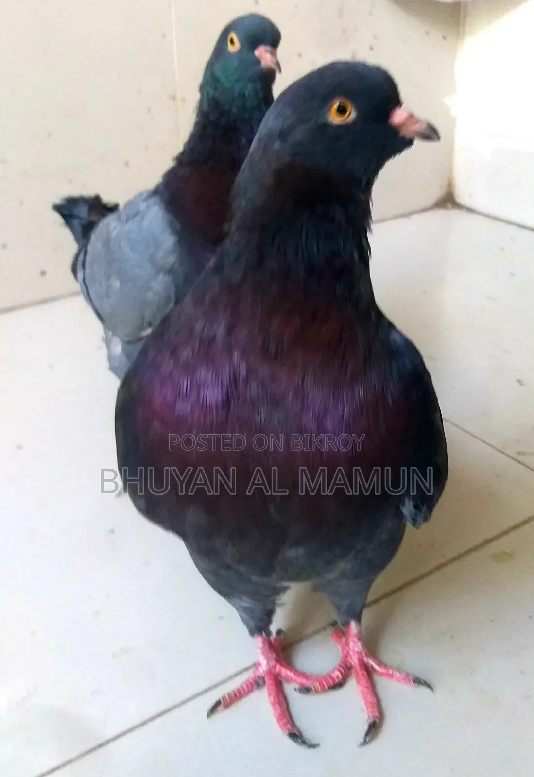 New Adult King Pigeon
