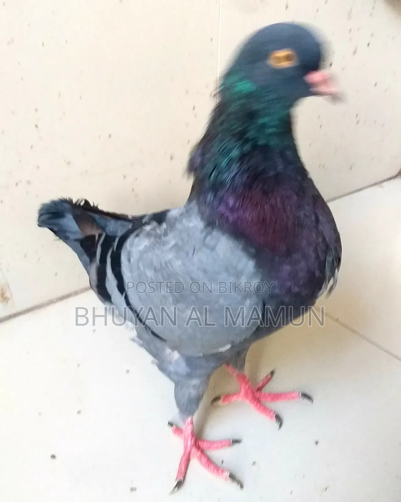 New Adult King Pigeon