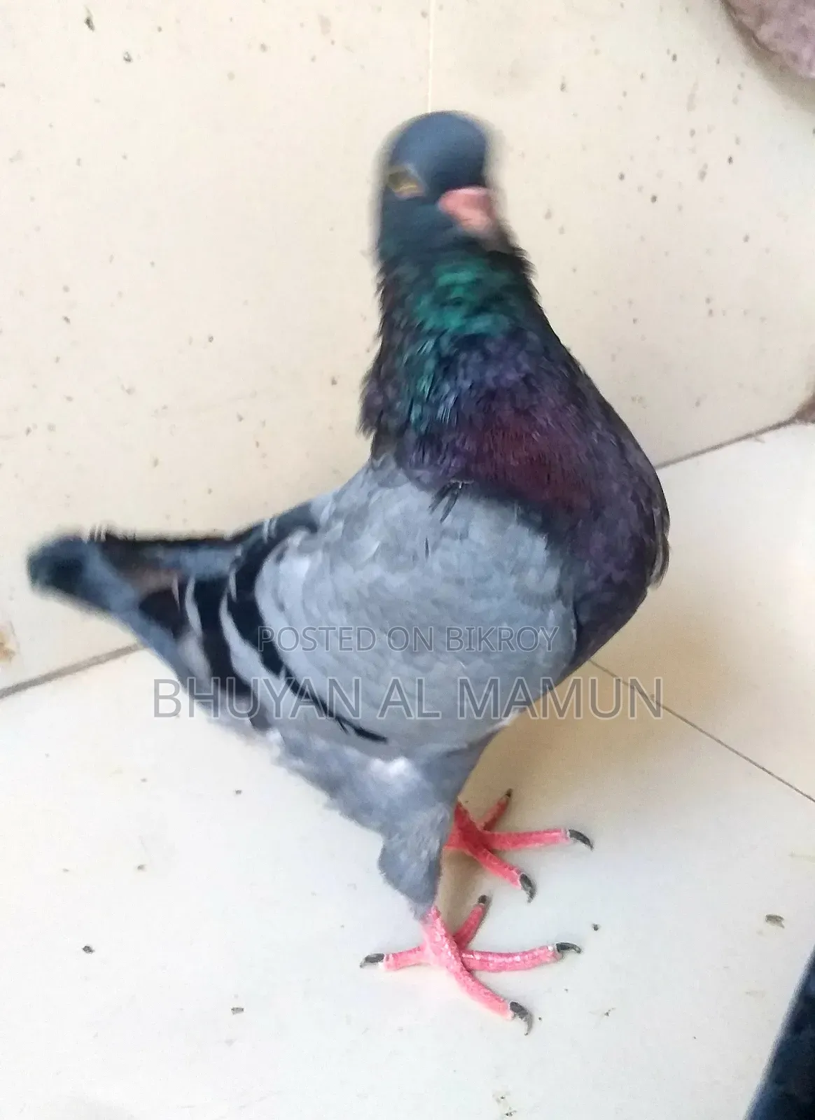 New Adult King Pigeon