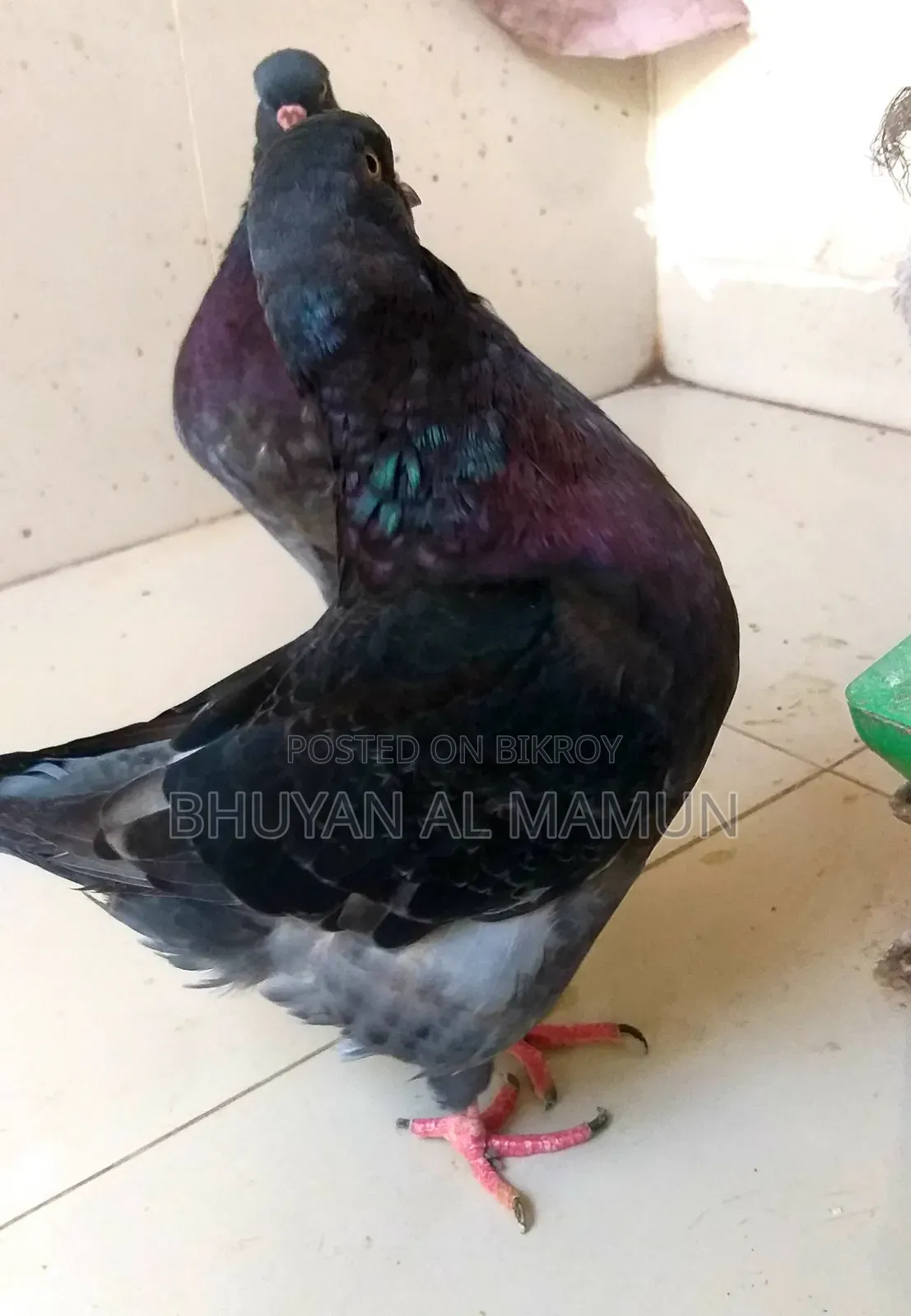 New Adult King Pigeon