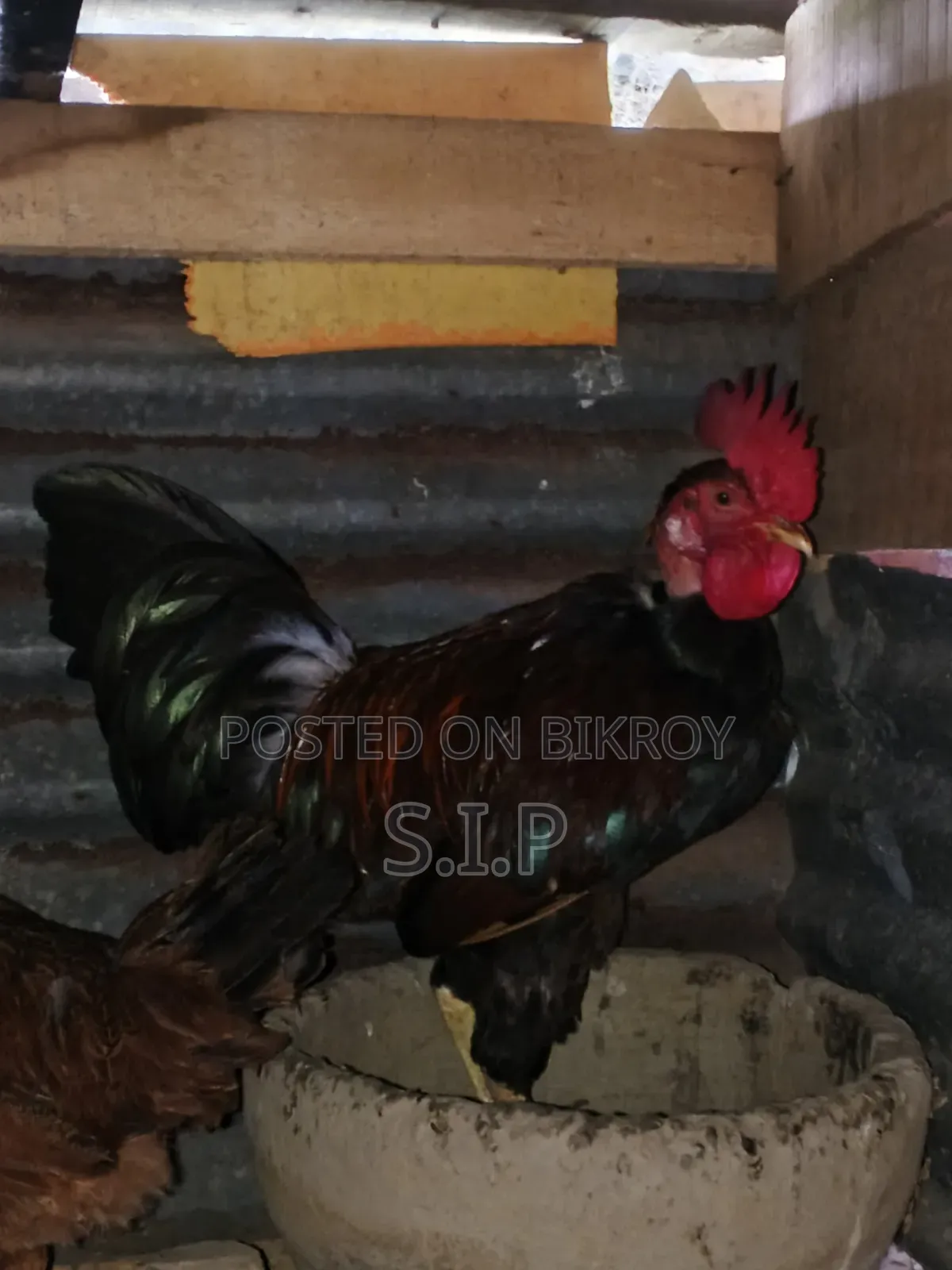 A Large Deshi Rooster for Sale