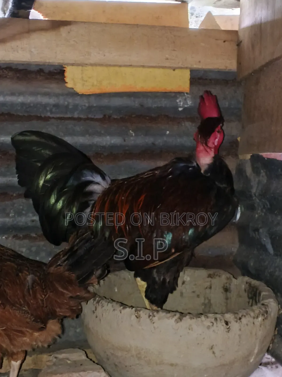 A Large Deshi Rooster for Sale