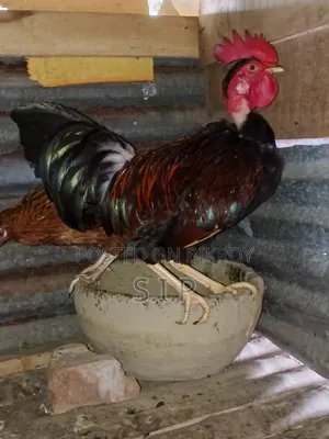 A Large Deshi Rooster for Sale