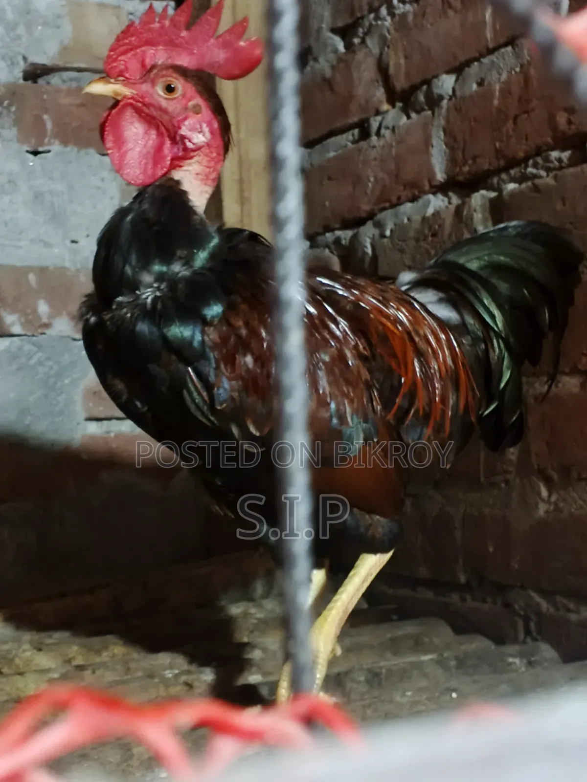 A Large Deshi Rooster for Sale