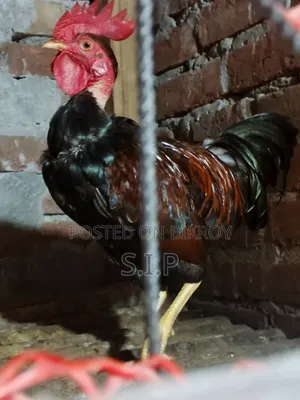 A Large Deshi Rooster for Sale
