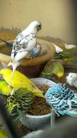 সরাসরি খামার থেকে কম মূলে পাখি নিন