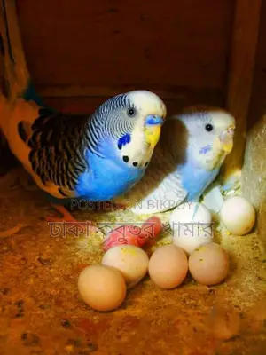 সরাসরি খামার থেকে কম মূলে পাখি নিন