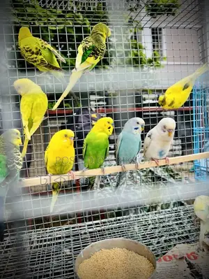 সরাসরি খামার থেকে কম মূলে পাখি নিন