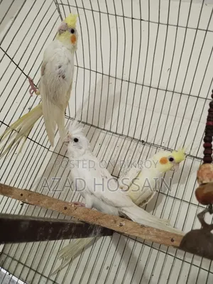 ককা টেল লুটিনো এলবিনো