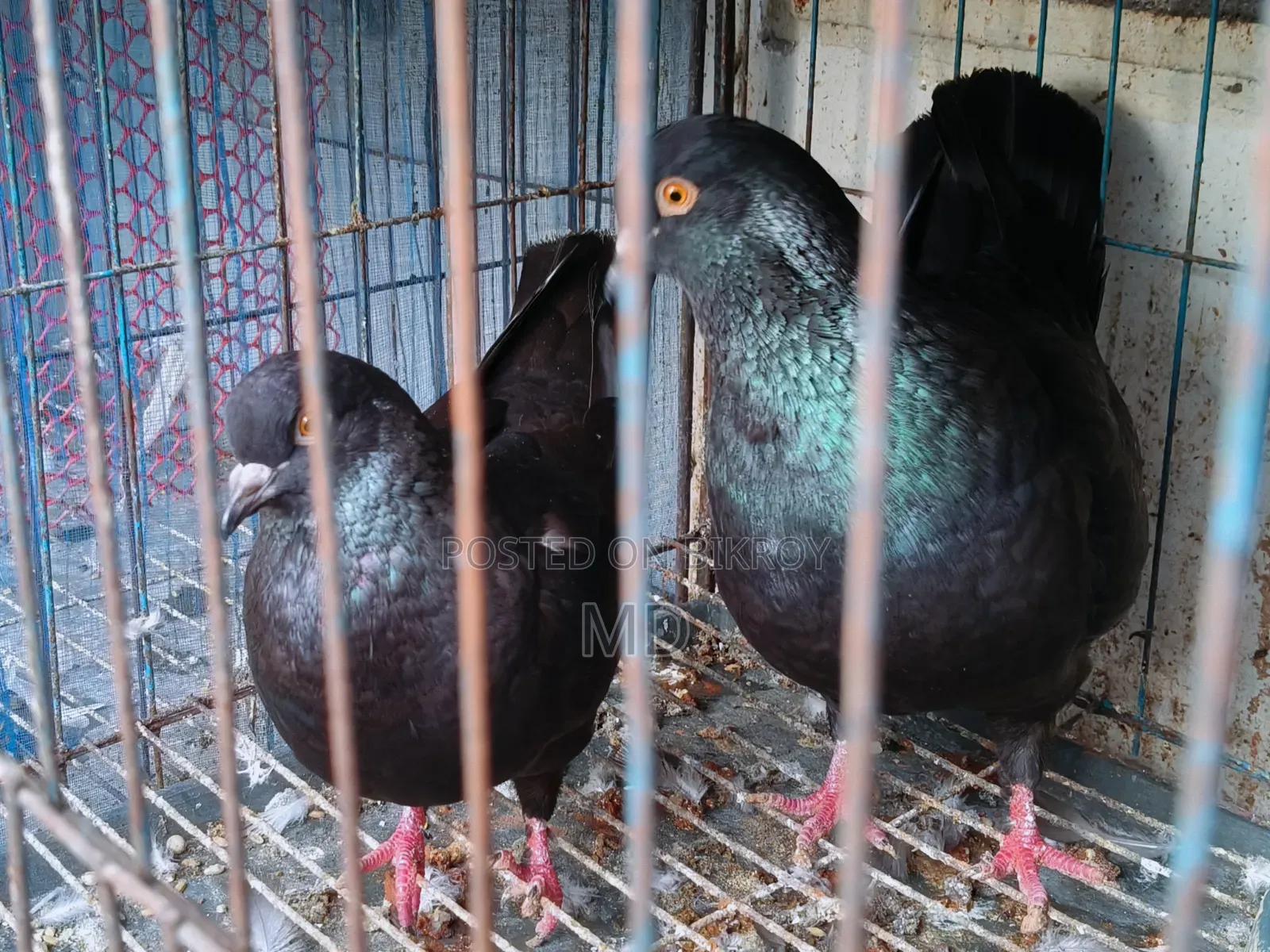 King Pigeon