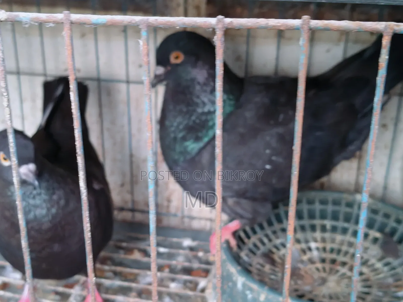 King Pigeon