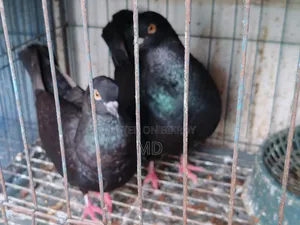King Pigeon