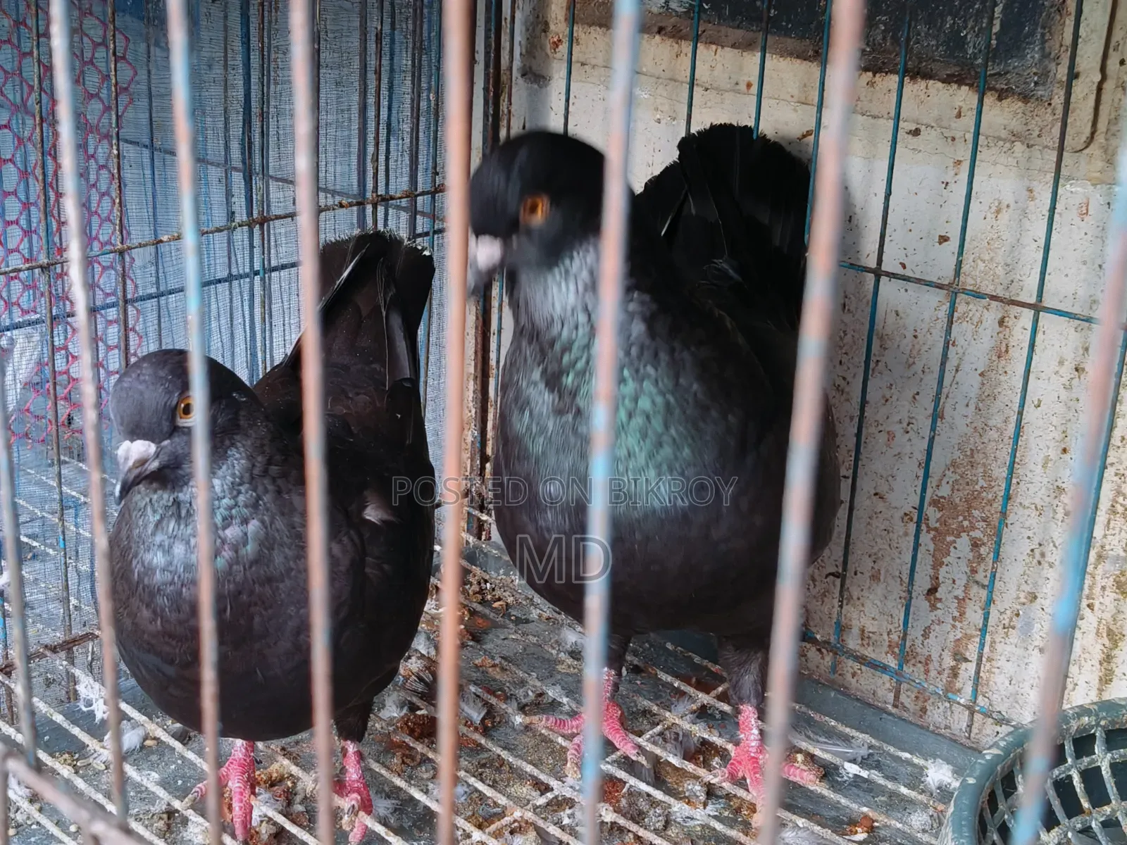 King Pigeon