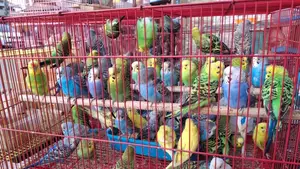 রানিং বাজিগর সরাসরি খামার