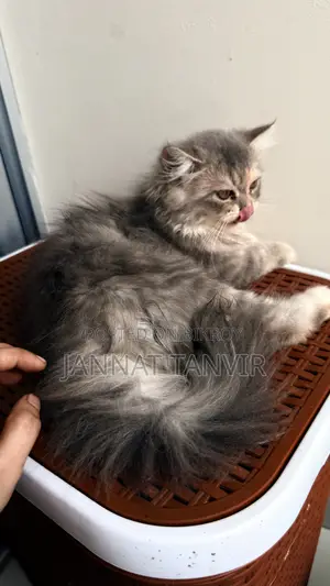 ১-৩ মাসের স্ত্রী বিশুদ্ধ জাতের পার্সিয়ান