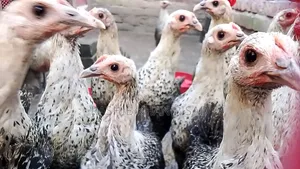 Egyptian Fayoumi chickens will be sold.