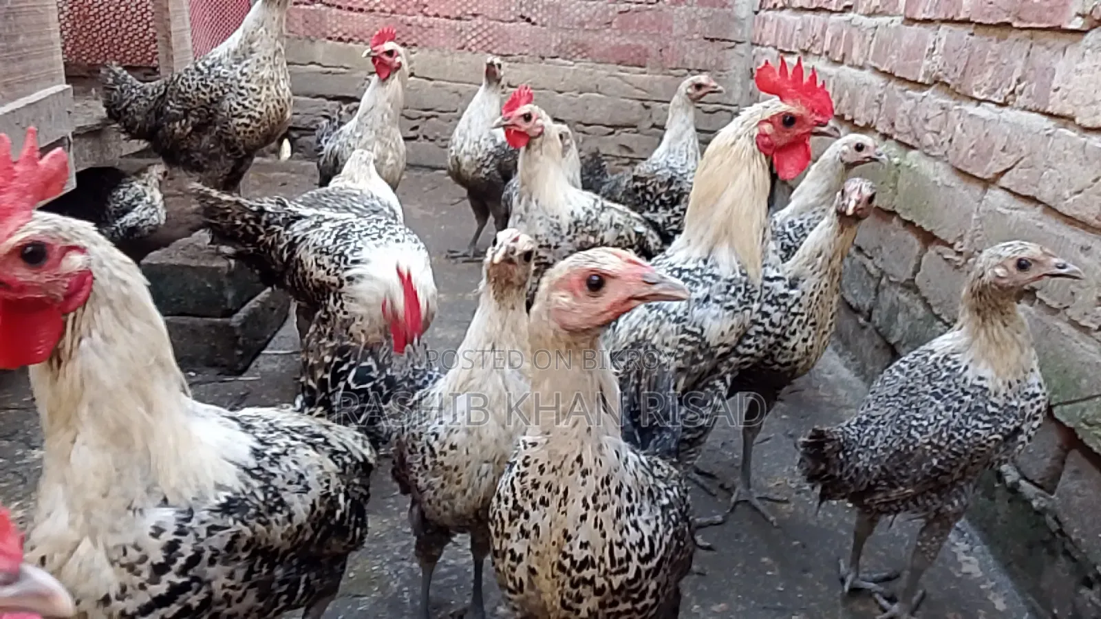 Egyptian Fayoumi chickens will be sold.