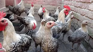 Egyptian Fayoumi chickens will be sold.