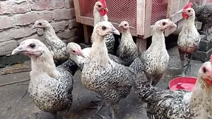 Egyptian Fayoumi chickens will be sold.