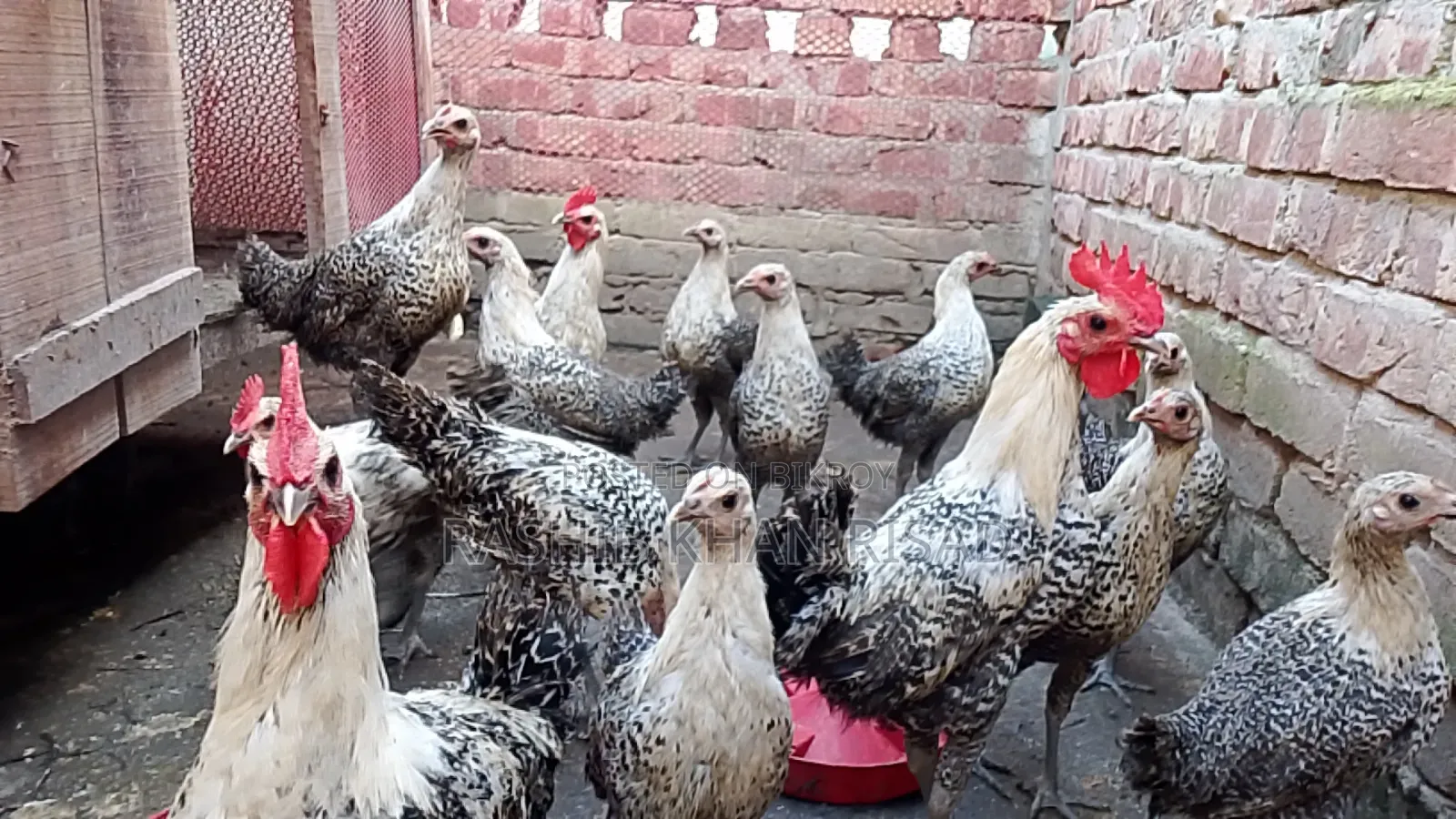 Egyptian Fayoumi chickens will be sold.