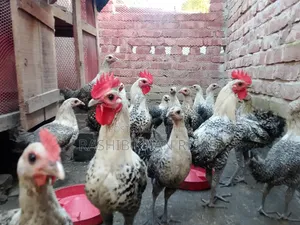Egyptian Fayoumi chickens will be sold.