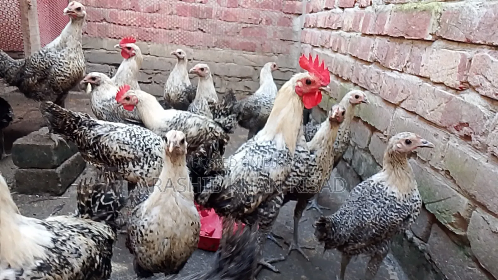Egyptian Fayoumi chickens will be sold.