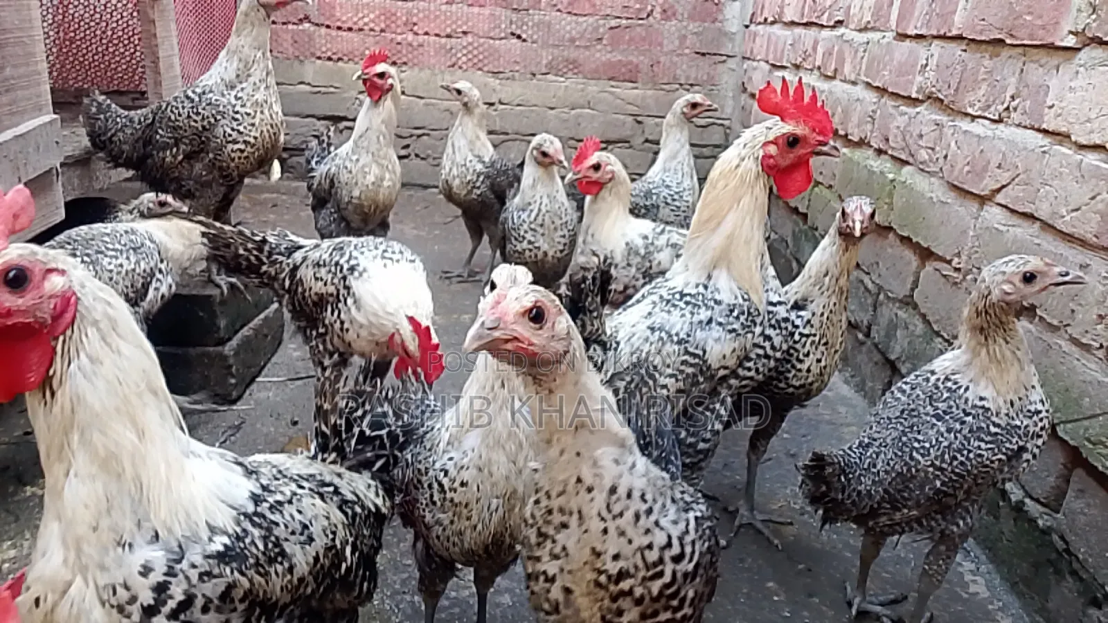 Egyptian Fayoumi chickens will be sold.