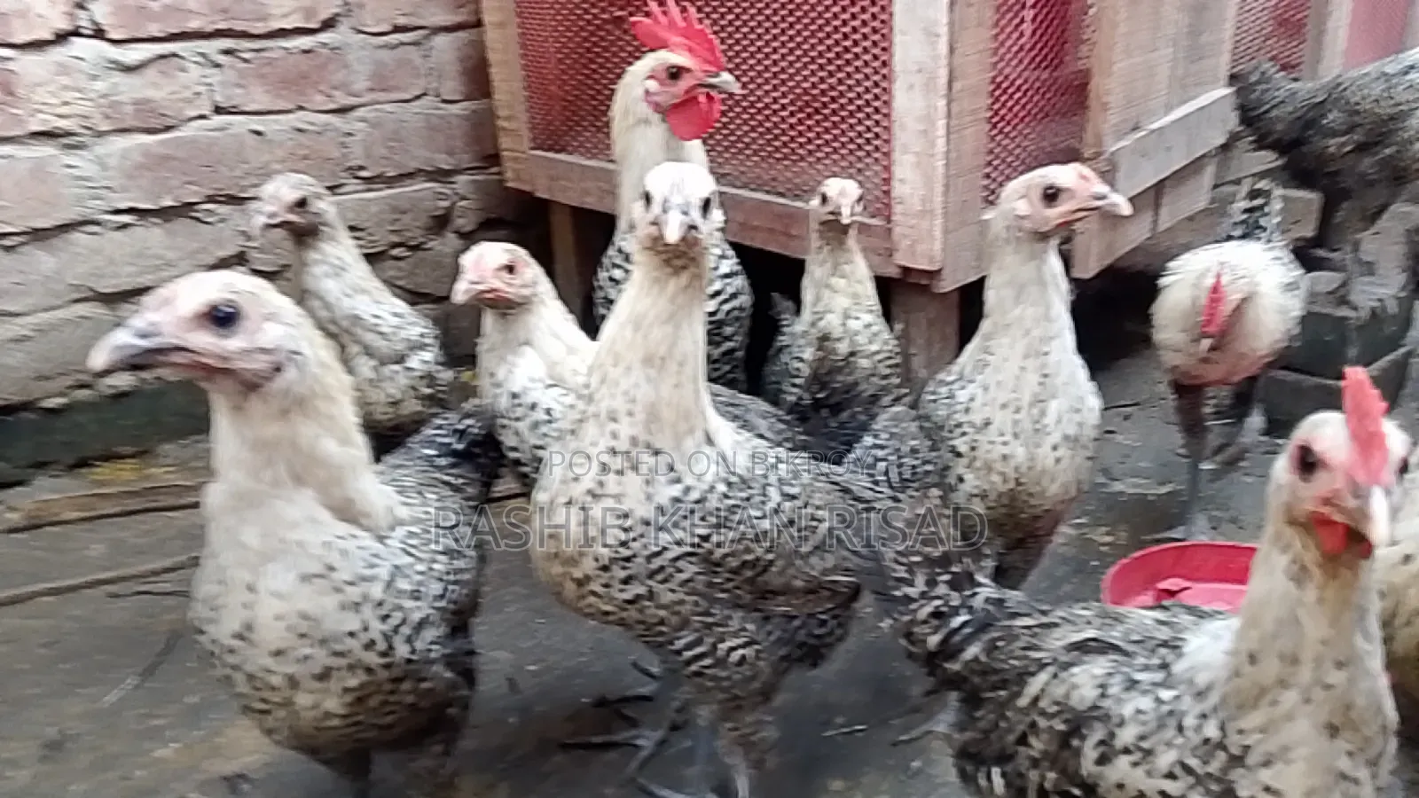 Egyptian Fayoumi chickens will be sold.