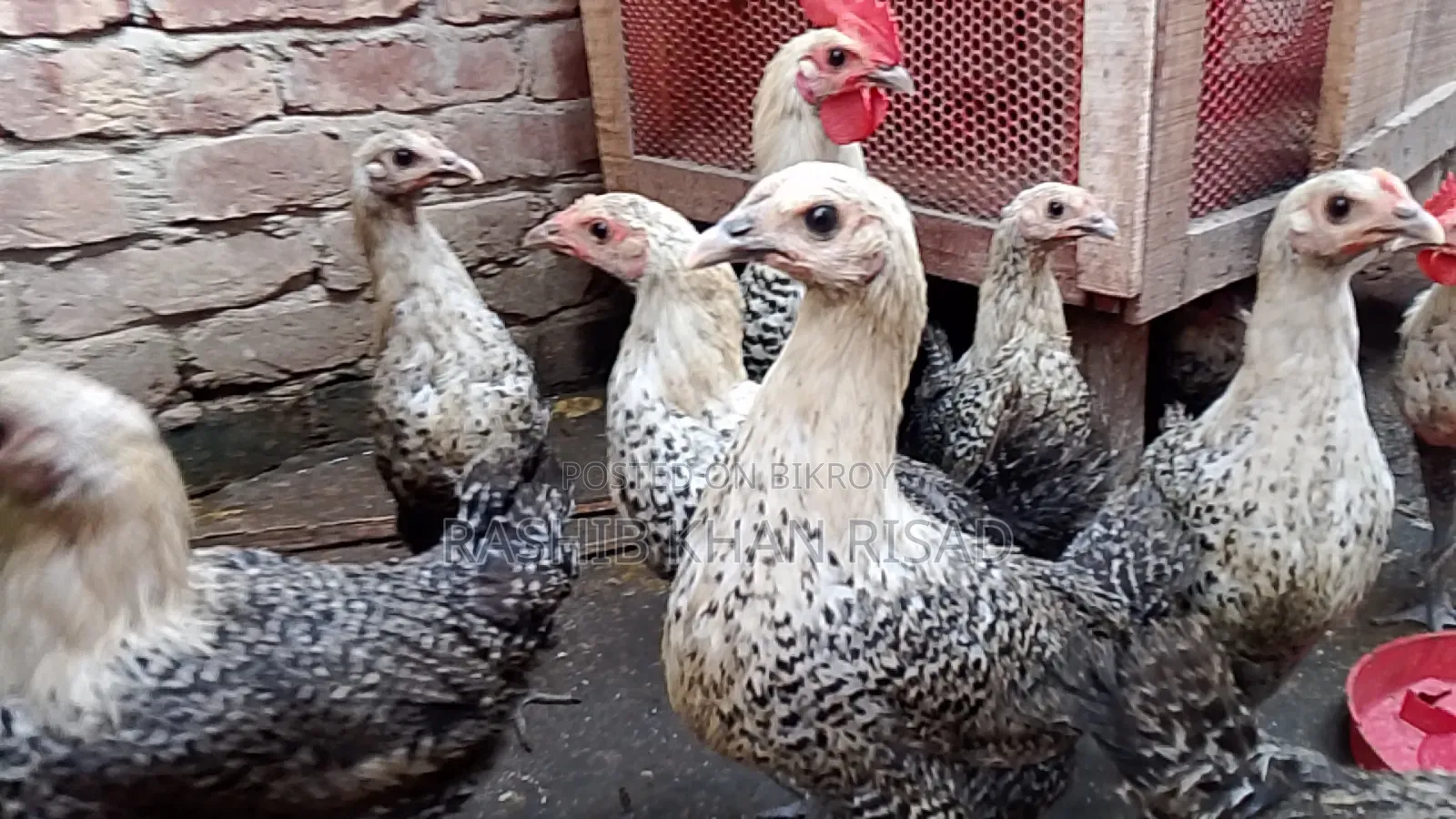 Egyptian Fayoumi chickens will be sold.
