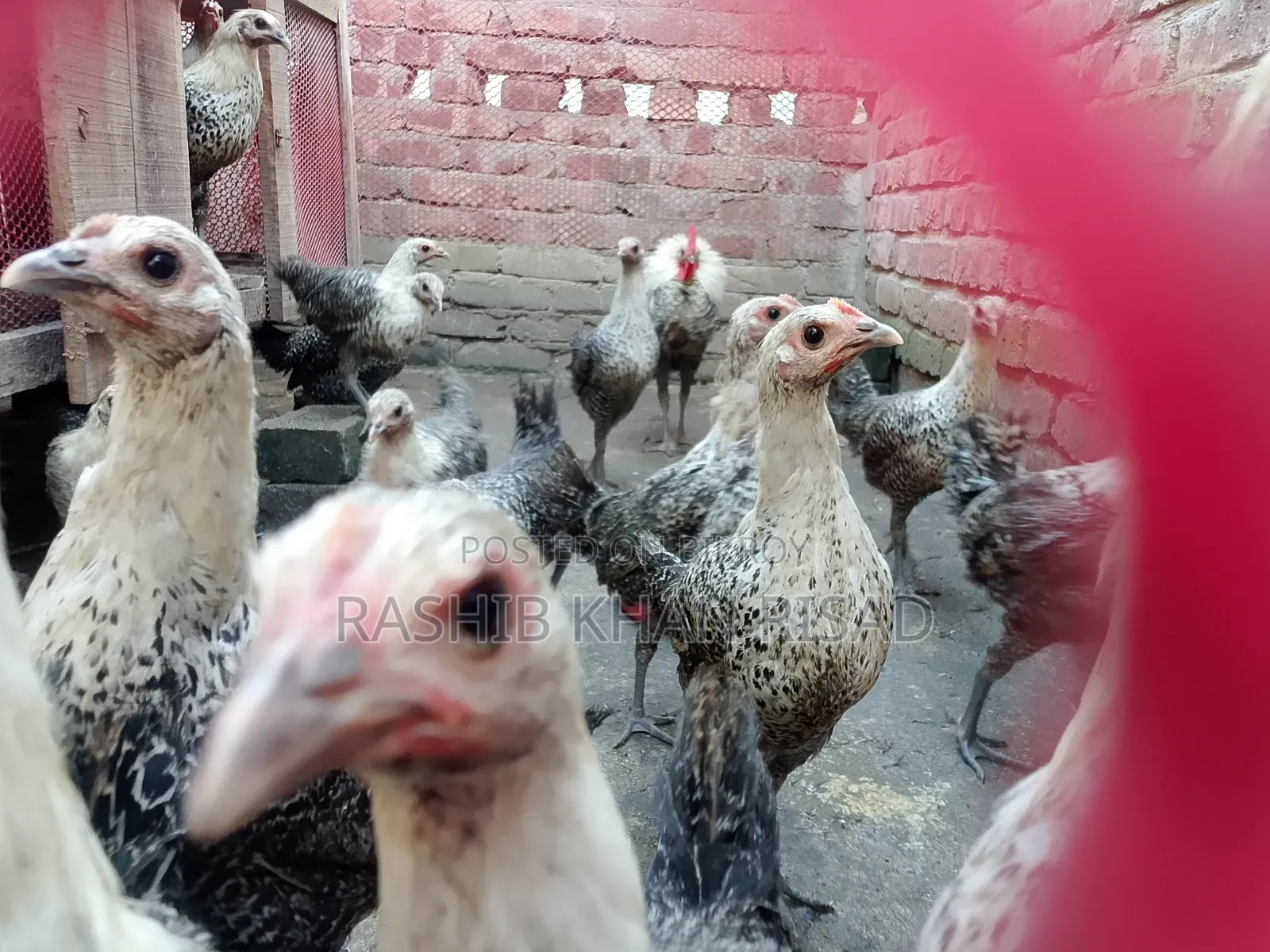 Egyptian Fayoumi chickens will be sold.