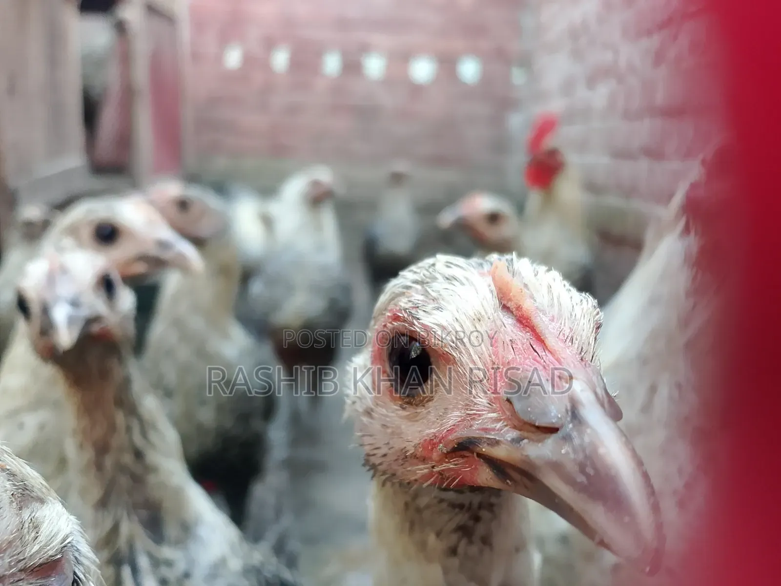 Egyptian Fayoumi chickens will be sold.