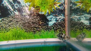 একজোড়া পোলার প্যারোট মাছ বাচ্চা সহ