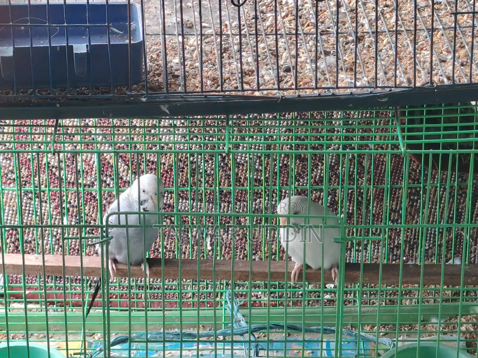 2 Jora Bajrigar Pakhi Bikri Kora Hobe