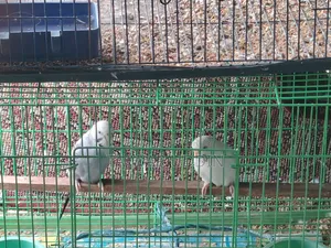 2 Jora Bajrigar Pakhi Bikri Kora Hobe