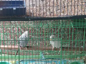 2 Pairs of Budgie Birds Will Be Sold