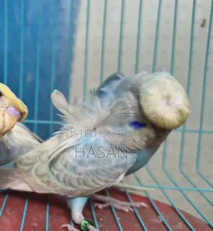 এফবিজি জেপি ফিমেল বেবি