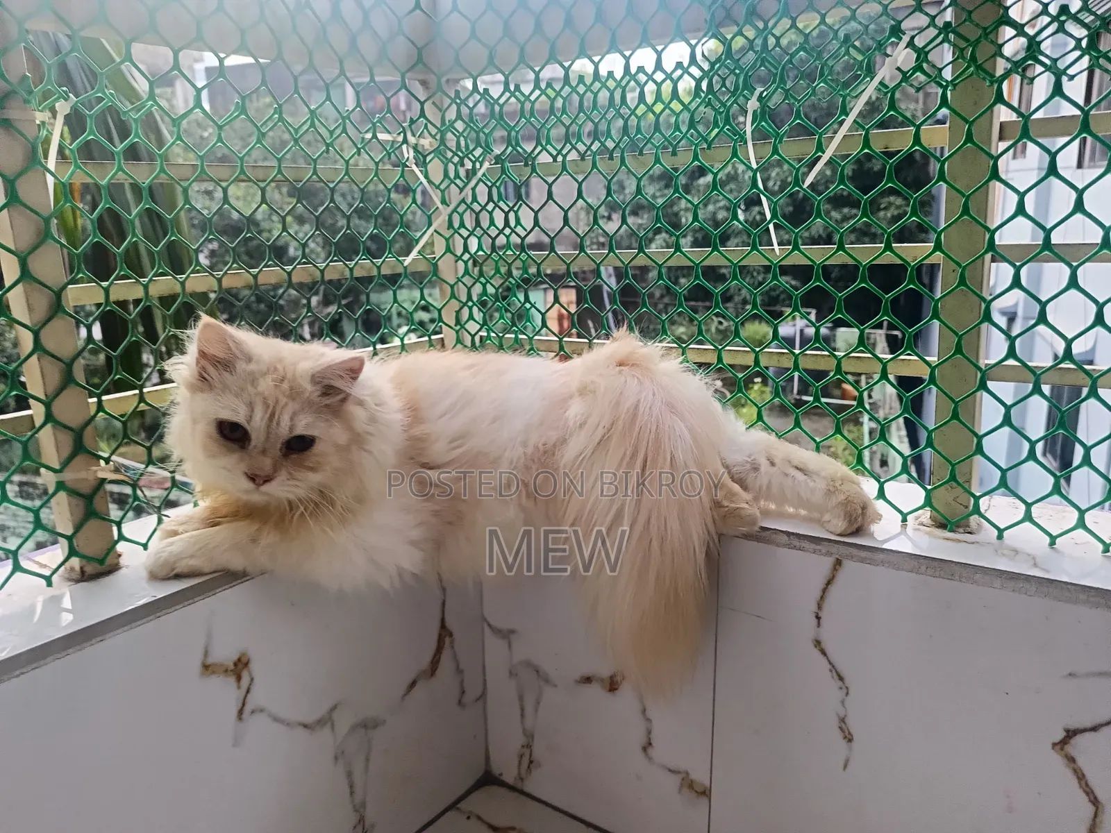 ৬-১২ মাস বয়সী পুরুষ খাঁটি পার্সিয়ান