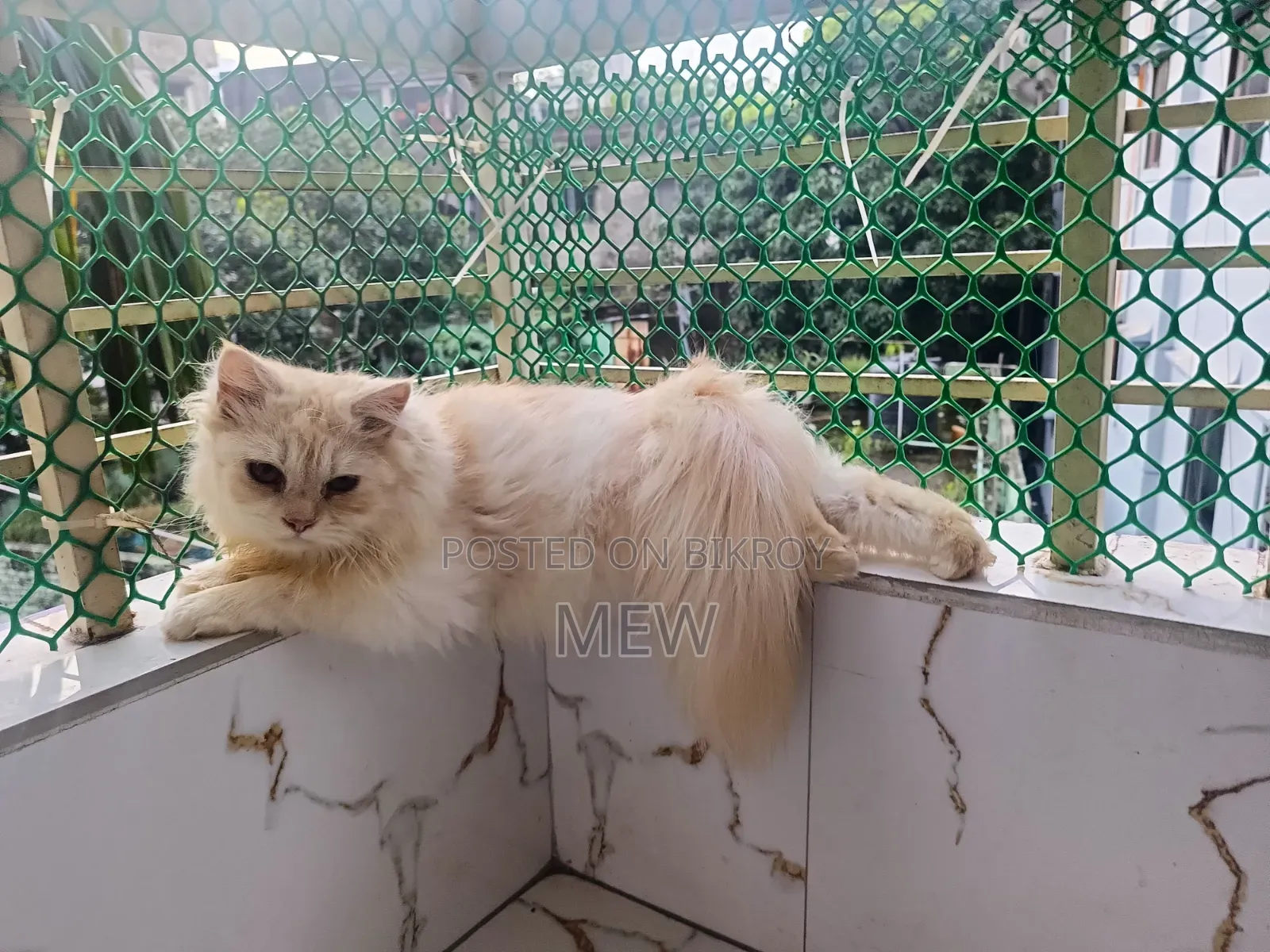 ৬-১২ মাস বয়সী পুরুষ খাঁটি পার্সিয়ান
