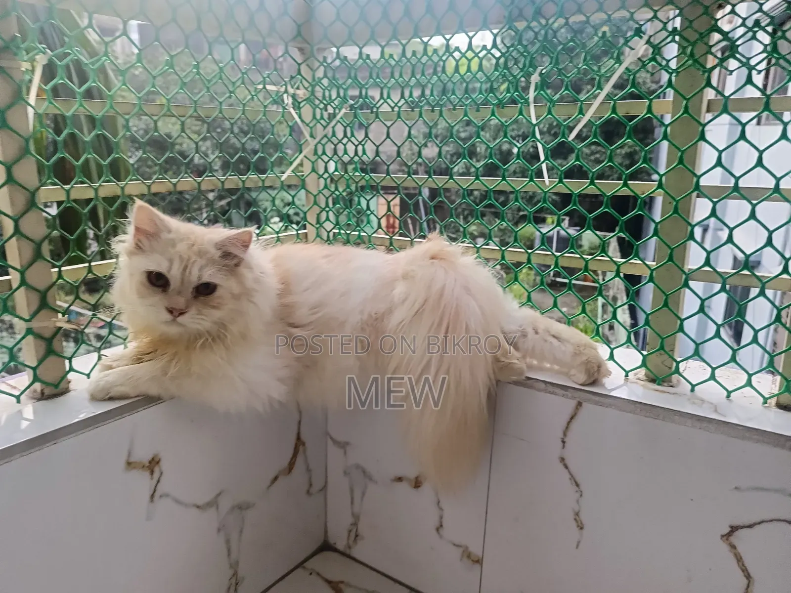 ৬-১২ মাস বয়সী পুরুষ খাঁটি পার্সিয়ান