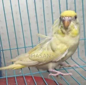 ক্রিমিনো জেপি ফিমেল (লাল চোখ)